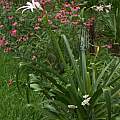 Crinum mauritianum × C. lineare blooming plant, Alani Davis