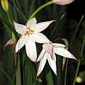 Crinum mccoyi, Dylan Hannon [Shift+click to enlarge, Click to go to wiki entry]