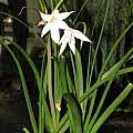 Crinum mccoyi, Dylan Hannon Crinum mccoyi, Dylan Hannon