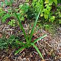 Crinum mccoyi foliage, Jay Yourch [Shift+click to enlarge, Click to go to wiki entry]