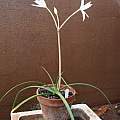 Crinum mccoyi, Uluwehi Knecht Crinum mccoyi, Uluwehi Knecht