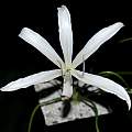 Front view of the flower with metric ruler (flower approx 10 cm wide), Uluwehi Knecht Front view of the flower with metric ruler (flower approx 10 cm wide), Uluwehi Knecht