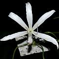 Front view of the flower with metric ruler (flower approx 10 cm wide), Uluwehi Knecht