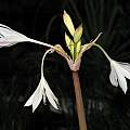 Crinum modestum, Dylan Hannon [Shift+click to enlarge, Click to go to wiki entry]