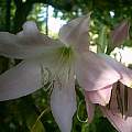 Crinum moorei flower closeup, Angelo Porcelli