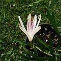 Crinum oliganthum, Alessandro Marinello Crinum oliganthum, Alessandro Marinello