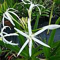 Crinum asiaticum var. pedunculatum, Alessandro Marinello Crinum asiaticum var. pedunculatum, Alessandro Marinello