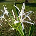 Crinum asiaticum var. pedunculatum, Alessandro Marinello Crinum asiaticum var. pedunculatum, Alessandro Marinello