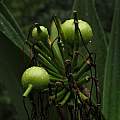 Crinum asiaticum var. pedunculatum developing seed pods, Jay Yourch