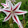 Crinum scabrum, Alani Davis [Shift+click to enlarge, Click to go to wiki entry]