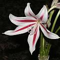 Crinum scabrum, Michelle Davis Crinum scabrum, Michelle Davis