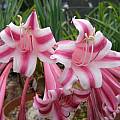 Crinum stuhlmannii, Rogan Roth Crinum stuhlmannii, Rogan Roth