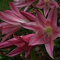 Crinum × worsleyi umbel, Alani Davis Crinum × worsleyi umbel, Alani Davis