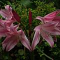 Crinum × worsleyi umbel, Alani Davis Crinum × worsleyi umbel, Alani Davis