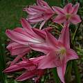 Crinum × worsleyi umbel, Alani Davis Crinum × worsleyi umbel, Alani Davis