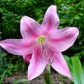 Closeup of Crinum × worsleyi, Jay Yourch [Shift+click to enlarge, Click to go to wiki entry]
