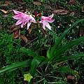 Crinum × worsleyi blooming plant, Alani Davis