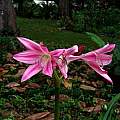 Crinum × worsleyi umbel, Alani Davis Crinum × worsleyi umbel, Alani Davis