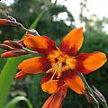 Crocosmia x crocosmiiflora 'Emily McKenzie, Jim McKenney