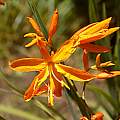 Crocosmia aurea, Cameron McMaster