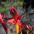 Crocosmia fucata, Kamieskroon, Cameron McMaster