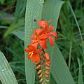 Crocosmia masoniorum, Bob Rutemoeller