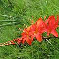 Crocosmia masoniorum, Cameron McMaster