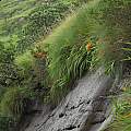 Crocosmia masoniorum habitat, Cameron McMaster