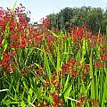 Crocosmia paniculata, Cameron McMaster