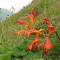 Crocosmia pearsei, Sentinel Peak, Cameron McMaster