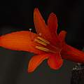 Crocosmia unknown cultivar, David Pilling