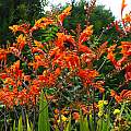 Crocosmia unknown cultivar, David Pilling