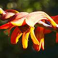 Crocosmia unknown cultivar, David Pilling
