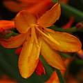 Crocosmia x crocosmiiflora, David Pilling