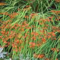 Crocosmia x crocosmiiflora, David Pilling