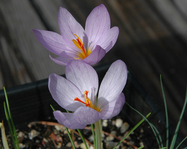 Fall Blooming Crocus Pacific Bulb Society