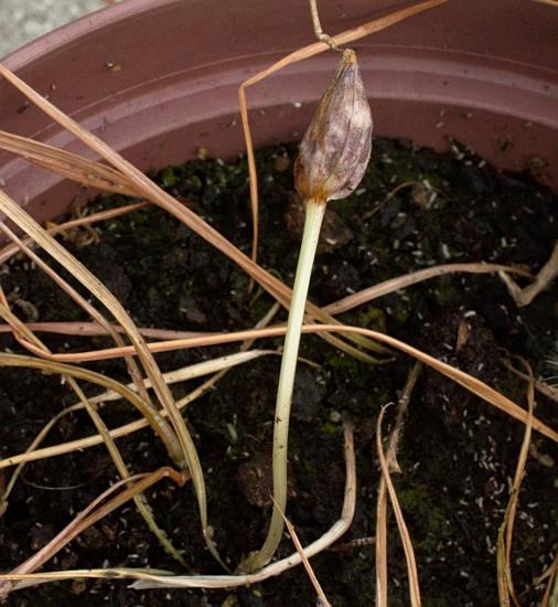 Spring Blooming Crocus Five Pacific Bulb Society