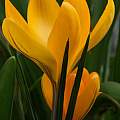 Crocus 'Yellow Mammoth', David Pilling Crocus 'Yellow Mammoth', David Pilling