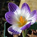 Crocus aerius, John Lonsdale [Shift+click to enlarge, Click to go to wiki entry]