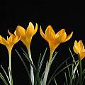 Crocus ancyrensis 'Golden Bunch', photographed by Tony Goode