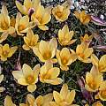 Crocus angustifolius, mass planting, Jane McGary [Shift+click to enlarge, Click to go to wiki entry]