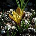 Crocus angustifolius, Mary Sue Ittner [Shift+click to enlarge, Click to go to wiki entry]