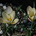 Crocus angustifolius, Mary Sue Ittner [Shift+click to enlarge, Click to go to wiki entry]