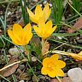 Crocus antalyensioides, yellow Form, Martin Bohnet [Shift+click to enlarge, Click to go to wiki entry]