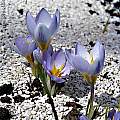 Crocus antalyensis, Arnold Trachtenberg [Shift+click to enlarge, Click to go to wiki entry]