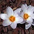 Crocus antalyensis, John Lonsdale [Shift+click to enlarge, Click to go to wiki entry]