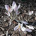 Crocus asumaniae, Mark McDonough Crocus asumaniae, Mark McDonough
