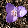 Crocus banaticus - divided style, Bob Rutemoeller [Shift+click to enlarge, Click to go to wiki entry]