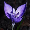 Crocus banaticus, Arnold Trachtenberg [Shift+click to enlarge, Click to go to wiki entry]