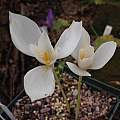 Crocus banaticus 'First Snow', Rimmer de Vries [Shift+click to enlarge, Click to go to wiki entry]